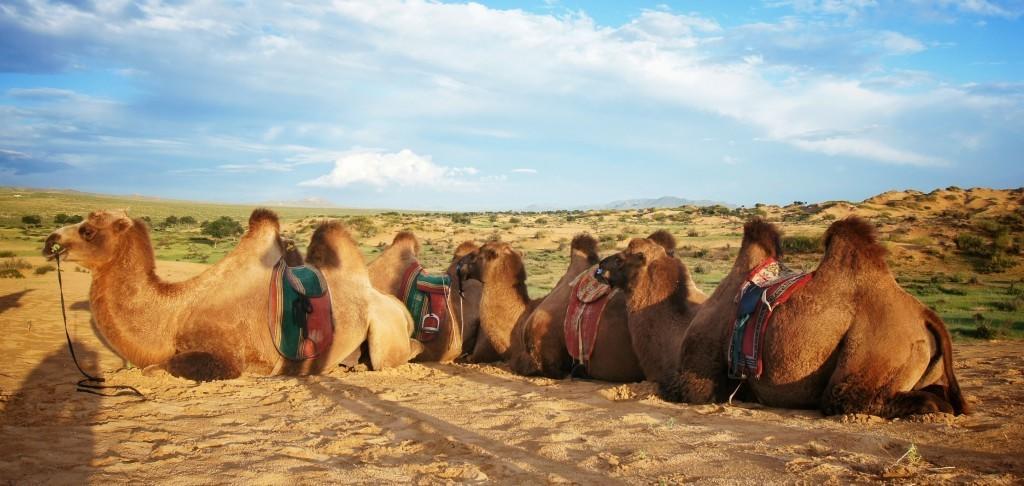 أولان باتور Majestic Gobi Tour Operator And Guest House المظهر الخارجي الصورة